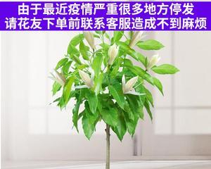 白兰花枯枝怎么办？如何有效预防和处理？