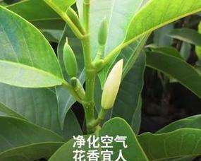 白兰花室内养殖可行吗？需要注意哪些问题？