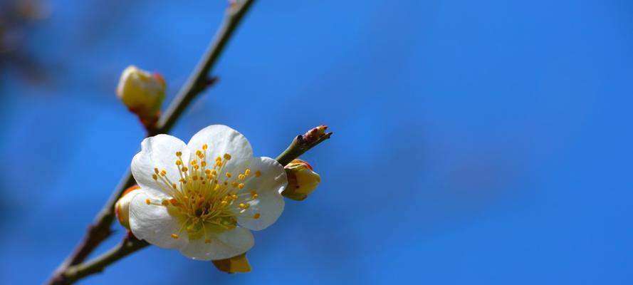 白梅花哪里产的最好？如何辨别优质产地的白梅花？