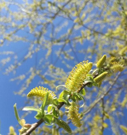 白牡丹种子种植方法是什么？种植后多久能发芽？