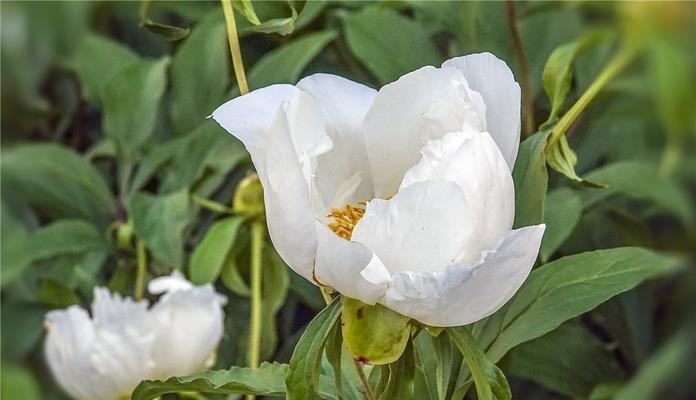 白芍花的花语是什么？白芍花代表的含义有哪些疑问？