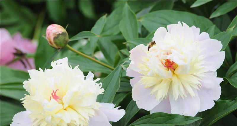 白芍花的花语是什么？白芍花代表的含义有哪些疑问？