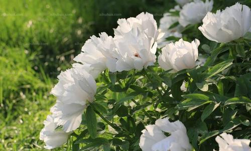 白芍花的花语是什么？白芍花代表的含义有哪些疑问？