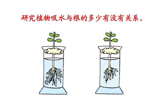 白芍花分盆的最佳时间和步骤是什么？