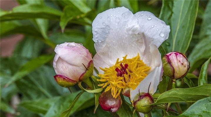 白芍花分盆的最佳时间和步骤是什么？