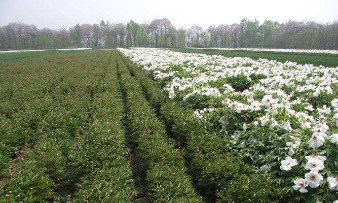 白芍种子种植的最佳时间是什么时候？种植后需要注意哪些问题？