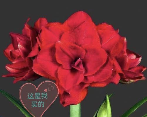 朱顶红的花语是什么？它背后有哪些美丽传说？