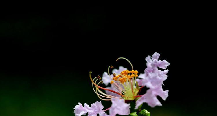 紫薇花的花语是什么？有哪些关于紫薇花的美丽传说？