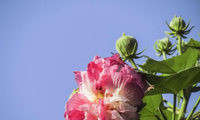 芙蓉花代表什么意思？芙蓉花的象征意义有哪些？