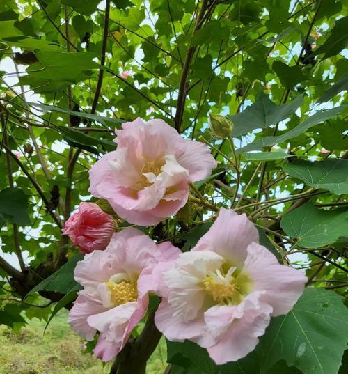 芙蓉花的花语是什么？芙蓉花代表了哪些意义？