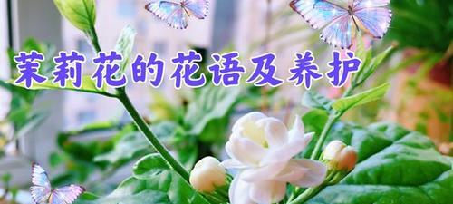 茉莉花象征什么？茉莉花的花语有哪些含义？