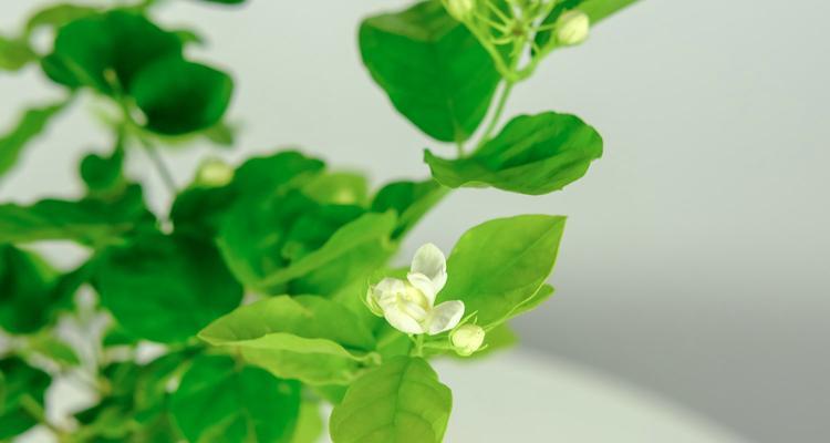 茉莉花象征什么？茉莉花的花语有哪些含义？