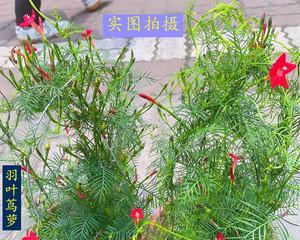 茑萝花语是什么？如何融入植物文化？