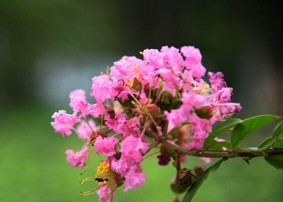 安阳市花紫薇花象征意义是什么？