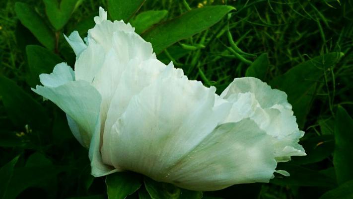 白芍花代表什么意思？白芍花的象征意义有哪些？