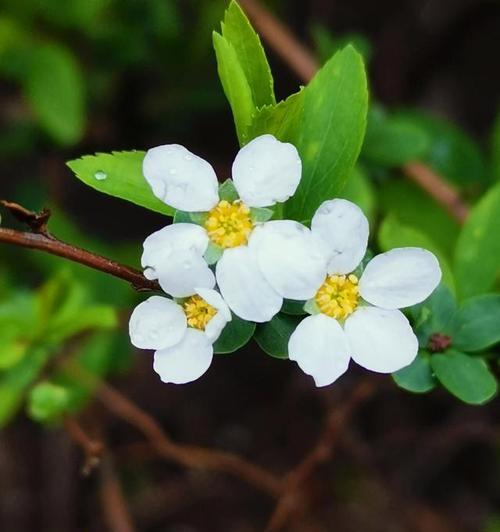 表示爱国的花有哪些？这些花的花语是什么？