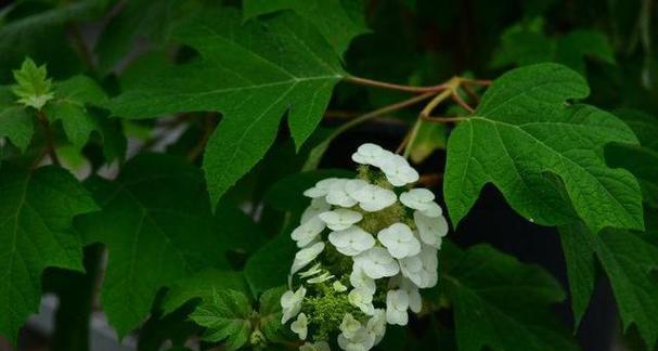 表示安慰的花有哪些？这些花的花语是什么意思？