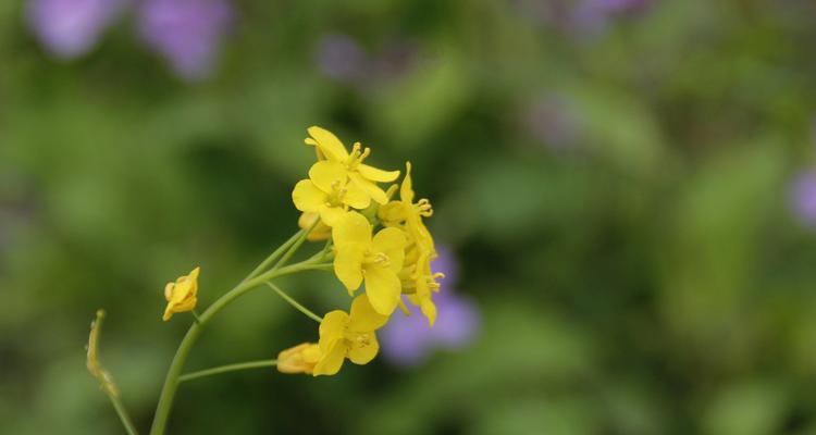 表示孤独的花花语是什么？如何理解孤独的花的含义？