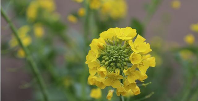 表示加油的花花语是什么？如何用花表达加油鼓励？