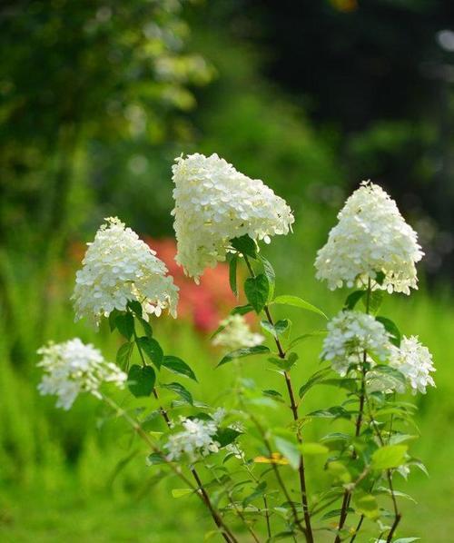 表示敬佩的花花语是什么？哪些花代表敬佩？