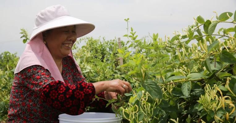 表示邪恶的花的花语是什么？邪恶的花象征着什么含义？