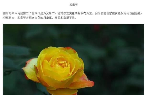 表示谢意的花花语是什么？如何选择合适的谢意花卉？