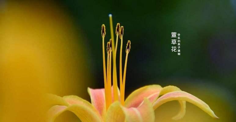 表示忧愁的花花语是什么？有哪些忧愁的花？