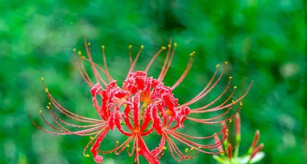 表示重逢的花有哪些？花语中重逢的花是什么？