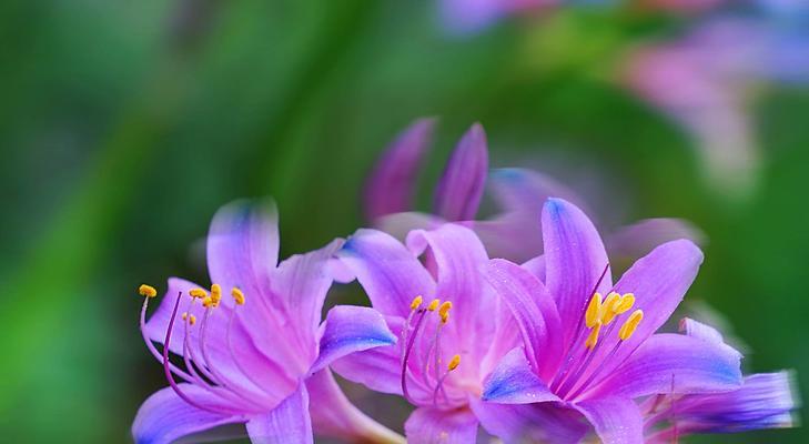 表示重逢的花有哪些？花语中重逢的花是什么？