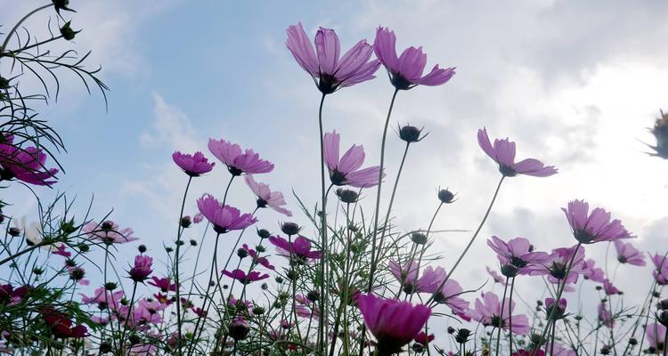 波斯菊的花语是什么？寓意象征意义有哪些？