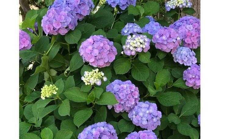 不同颜色的紫阳花代表什么花语？紫阳花颜色与含义有哪些常见问题？