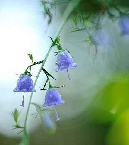 不同颜色风铃花的花语是什么？如何根据颜色选择风铃花？