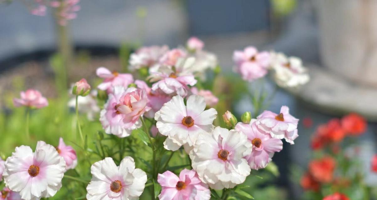 不同颜色花毛茛花语是什么？花语背后有何含义？