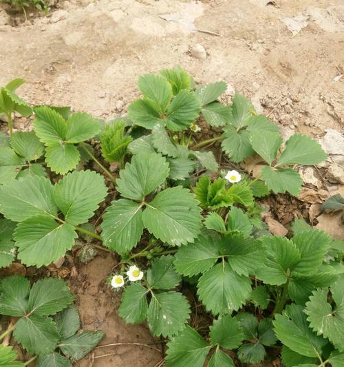 草莓花代表什么意思？花语背后的含义是什么？