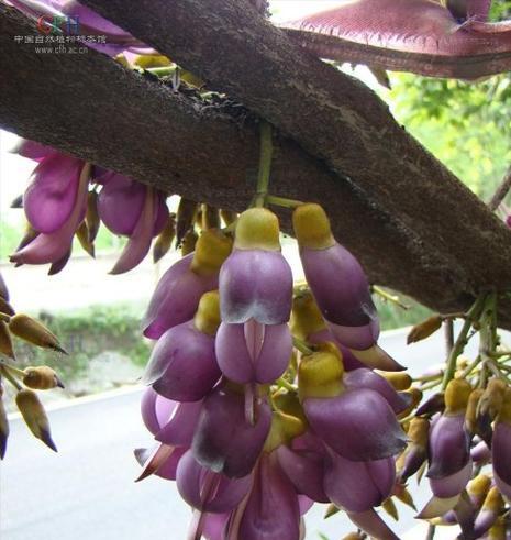 代表不再爱的花是什么意思？如何正确表达分手的情感？