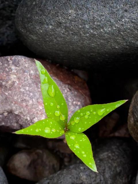 哪些植物象征着坚韧不拔？代表坚强的植物有哪些？