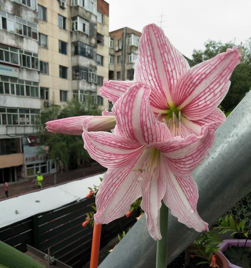 代表姐妹情深的花有哪些？如何用花表达姐妹间的情感？