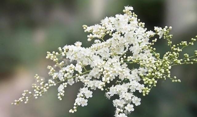 代表理性的花是什么花？它的花语为何是冷静理智？