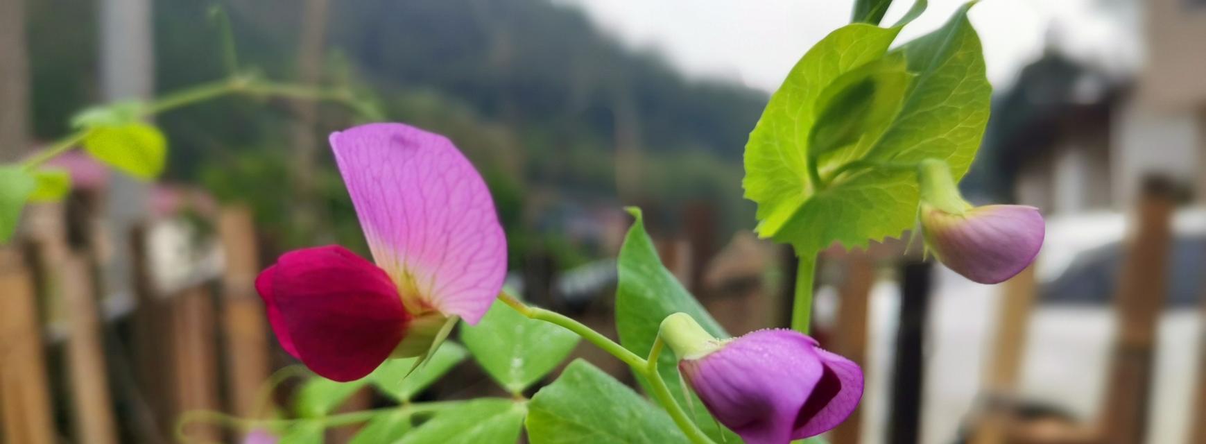 代表普通平凡的花是什么意思？如何挑选和养护？