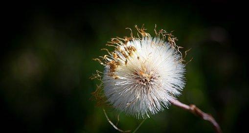 代表思念的植物有哪些？它们各自象征着什么含义？