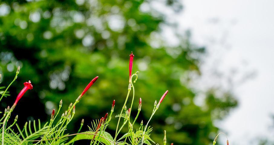 夏天有哪些植物代表这个季节？它们的特性是什么？