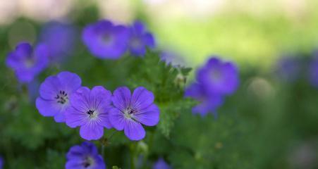 代表遗忘一切的花是什么意思？如何使用这种花来表达情感？