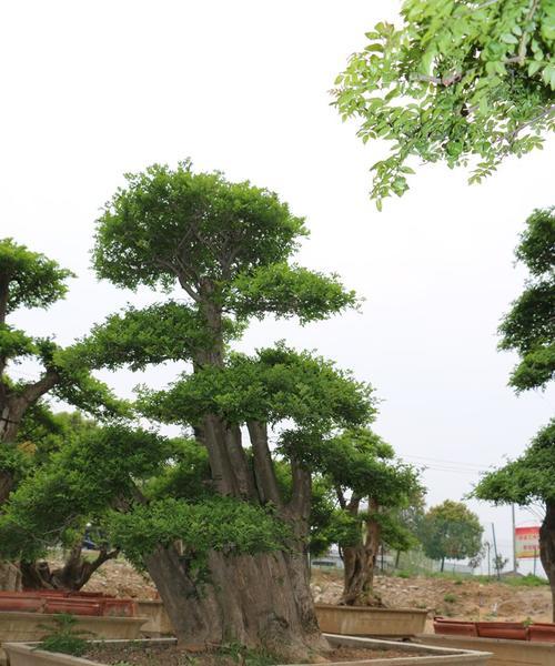 对节白蜡的风水寓意是什么？如何正确摆放以增强风水效果？