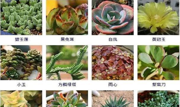 多肉植物在风水中代表什么？如何选择寓意吉祥的多肉？