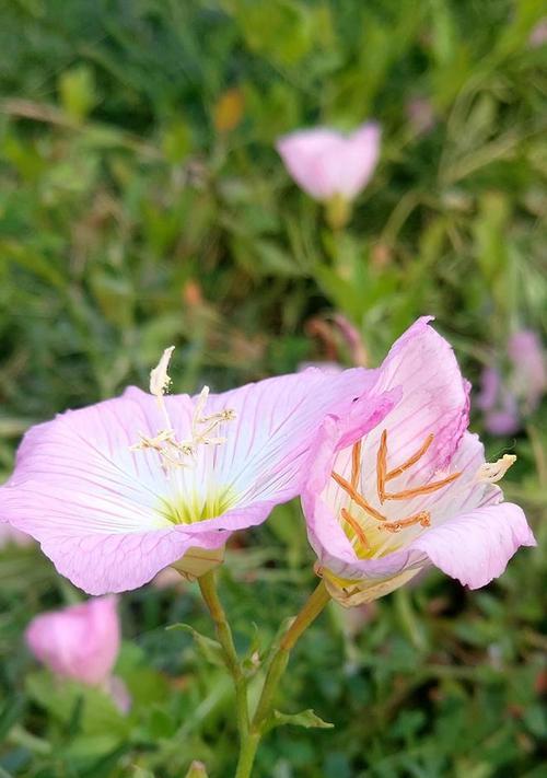 粉蝶花的花语代表什么？如何解读粉蝶花的含义？