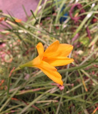 风雨花代表什么？风雨花的寓意有哪些常见问题解答？