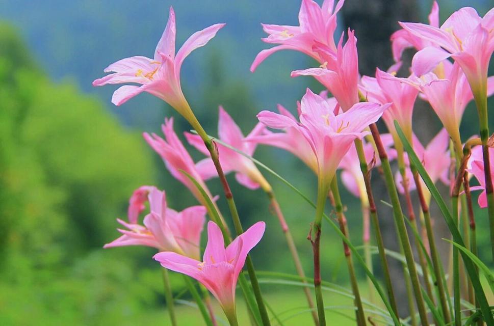 风雨兰的花语是什么？如何养护风雨兰？