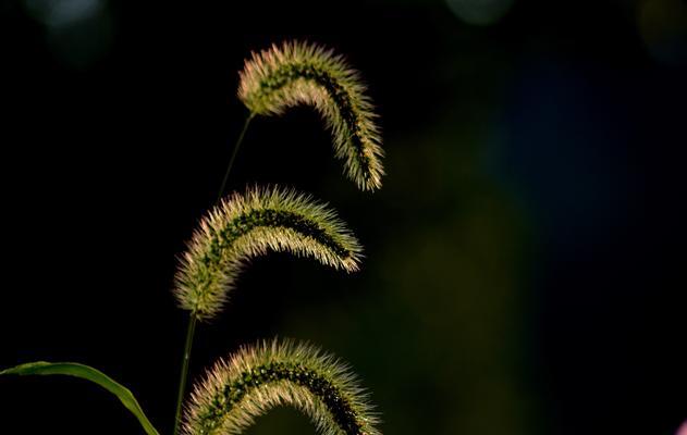 狗尾巴草的花语和寓意是什么？如何正确理解？