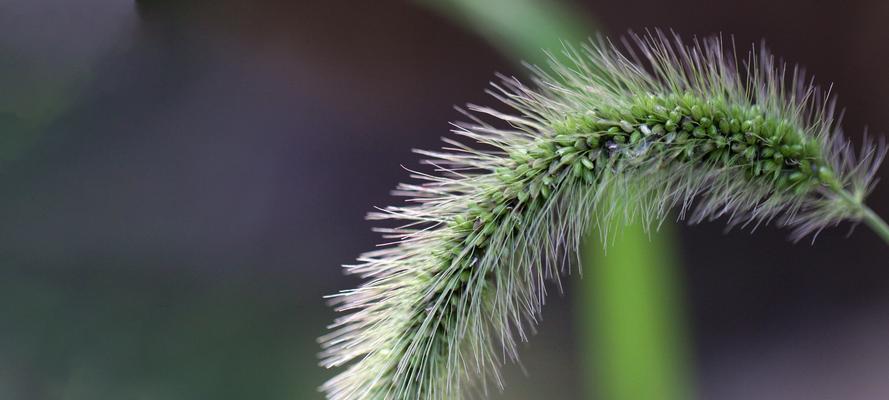 狗尾巴草的花语和寓意是什么？如何正确理解？