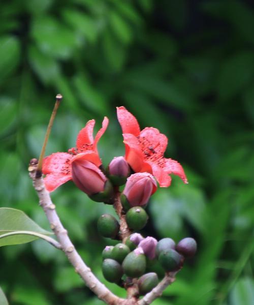 广州市花木棉花的花语是什么？木棉花寓意有哪些含义？